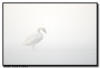 Trumpter Swan in Fog 