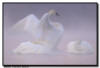 Trumpter Swans 