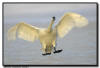 Trumpeter Swan in Flight