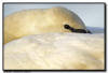 Trumpeter Swan Close Up