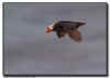 Tufted Puffin in Flight