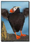 Tufted Puffin