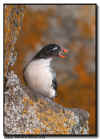 Parakeet Auklet