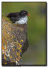 Parakeet Auklet