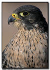 Gyrfalcon Portrait