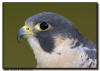 Peregrine Falcon