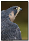 Peregrine Falcon Portrait