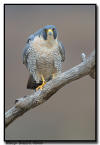 Peregrine
