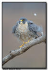 Peregrine Falcon, MN