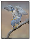Peregrine, MN