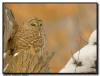 Barred Owl Minneapolis MN