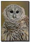 Barred Owl Close Up