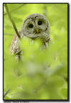Barred Owl Close Up