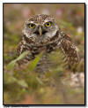Burrowing Owl, Marco Island, Florida 