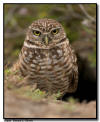 Burrowing Owl, Marco Island, Florida