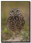 Burrowing Owl, Marco Island, Florida