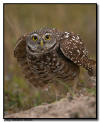 Burrowing Owl, Marco Island, Florida