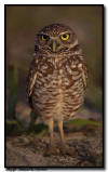 Burrowing Owl Close Up