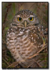 Burrowing Owl Portrait