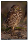 Burrowing Owl, Marco Island, Florida