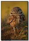 Burrowing Owl, Marco Island, Florida