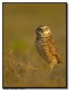 Burrowing Owl Portrait