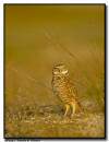 Burrowing Owl
