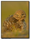 Burrowing Owl Close Up