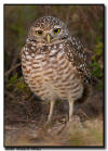 Burrowing Owl