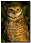 Burrowing Owl at Sunset