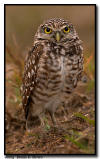 Burrowing Owl, Marco Island, Florida