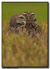 Burrowing Owl Close Up