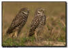 Burrowing Owl Pair, Marco Island, Florida