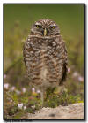 Burrowing Owl, Marco Island, Florida