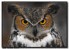 Great Horned Owl Close Up