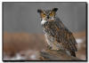 Great Horned Owl