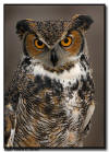 Great Horned Owl
