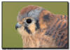 American Kestrel Profile