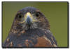 Harris Hawk Portrait