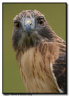 Red Tailed Hawk Portrait