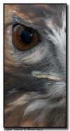 Red Tailed Hawk Close Up