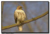 Red Tailed Hawk 
