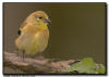 American Goldfinch