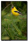 American Goldfinch, Northern MN 