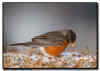 American Robin Feeding