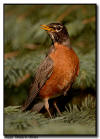 American Robin, Minneapolis, MN