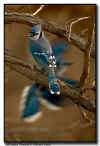 Two Blue Jays