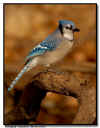 Blue Jay in Fall Colors