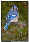 Blue Jay, Minnesota