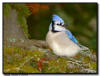 Blue Jay, MN